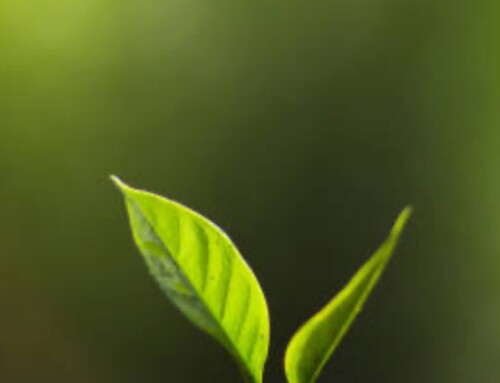 Weekly Bulletin – April 27, 2025